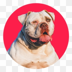 About - Martingale Png,British Icon Bulldogs