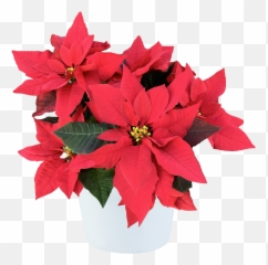 Danziger And Rinehart Feature Seven New Poinsettia Varieties - Poinsettia png