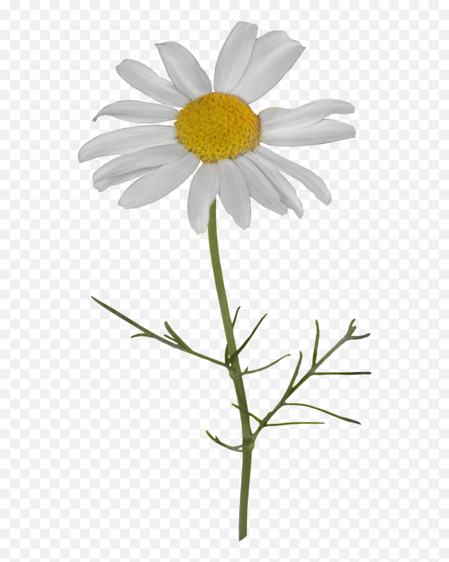 Chamomile Oxeye Daisy - Camomile Png,Transparent Daisy