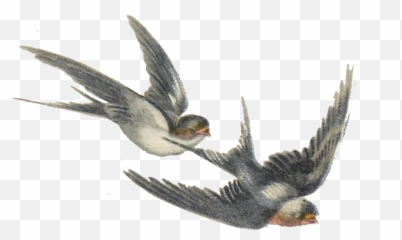 Vintage Bird Png Image - Bird Illustration Png,Humming Bird Png