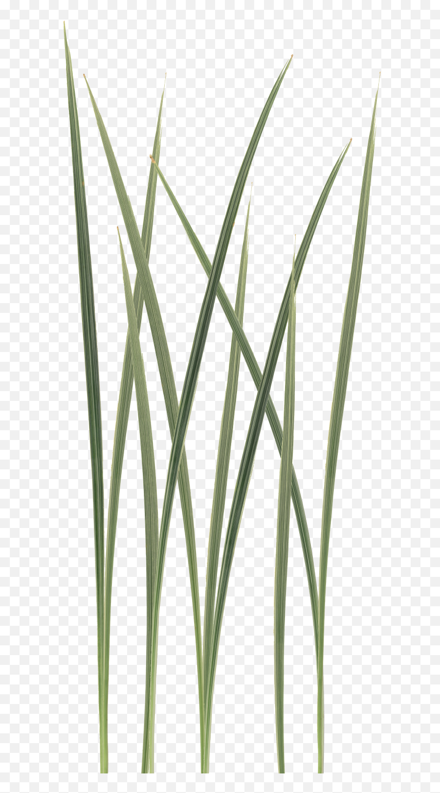 Picture - Sweet Grass Png,Wild Grass Png