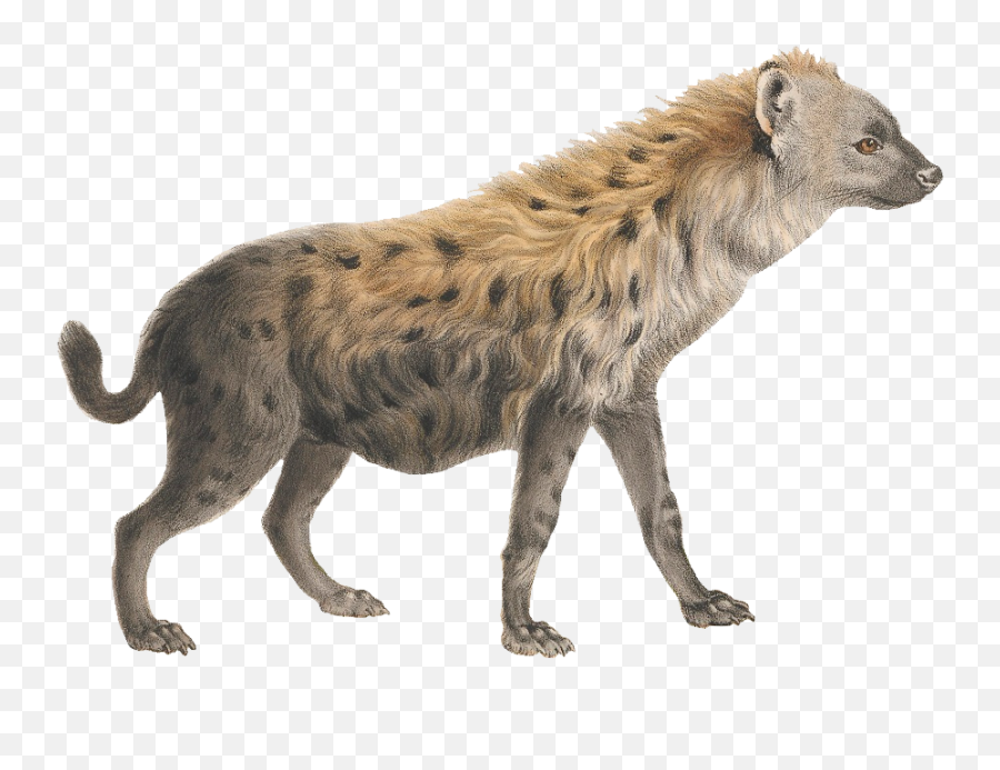 Hyena Png Image - Hyena Png,Hyena Png