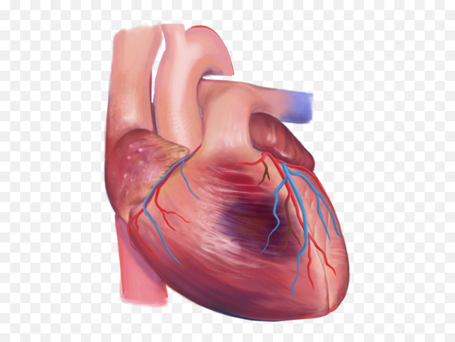 Cardiological Conditions Res - Rehab Vein Png,Real Heart Icon