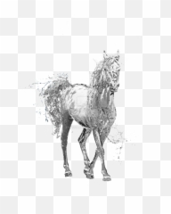 Download Water Horse Png Transparent