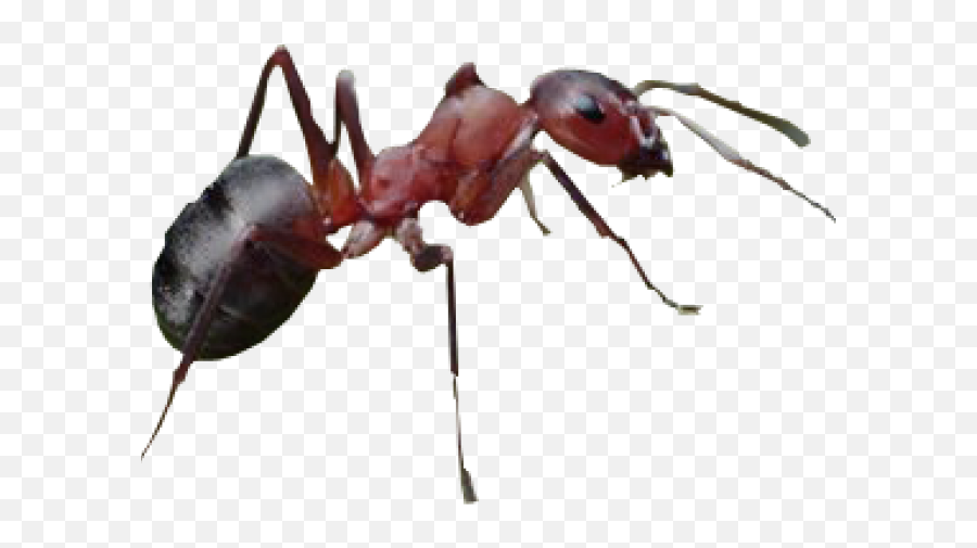 Ant Png Transparent Images 17 - Transparent Background Ant Png,Ant Png
