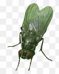 Honey Bee No Background Png Image - House Fly Transparent Background,Bee Transparent Background