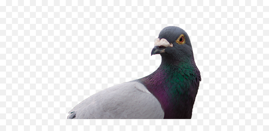 Png Image With Transparent Background - Transparent Background Pigeon Transparent,Pigeon Png