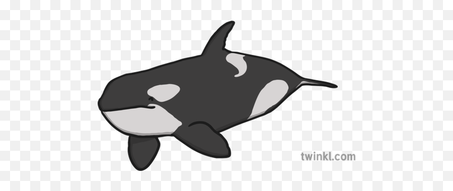 Orca Illustration - 2 Point Balance Gymnastics Png,Orca Png