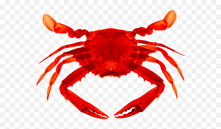 Animals Png Crab Transparent Background