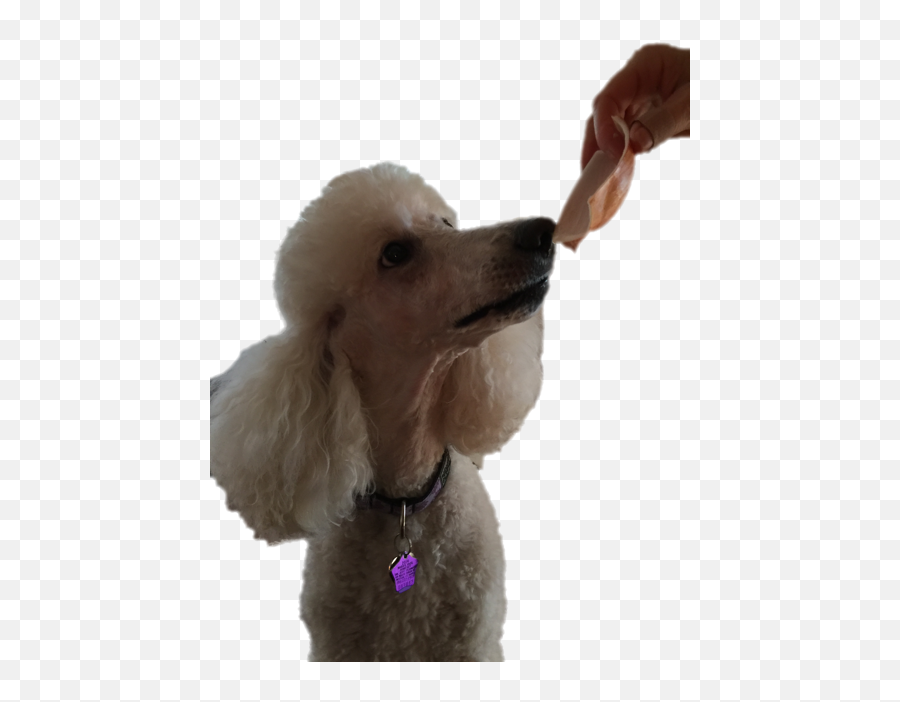 Standard Poodle Miniature Toy Puppy - Yum Png Standard Poodle,Yum Png