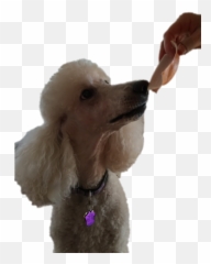 Standard Poodle Miniature Toy Puppy - Yum Png Standard Poodle,Yum Png