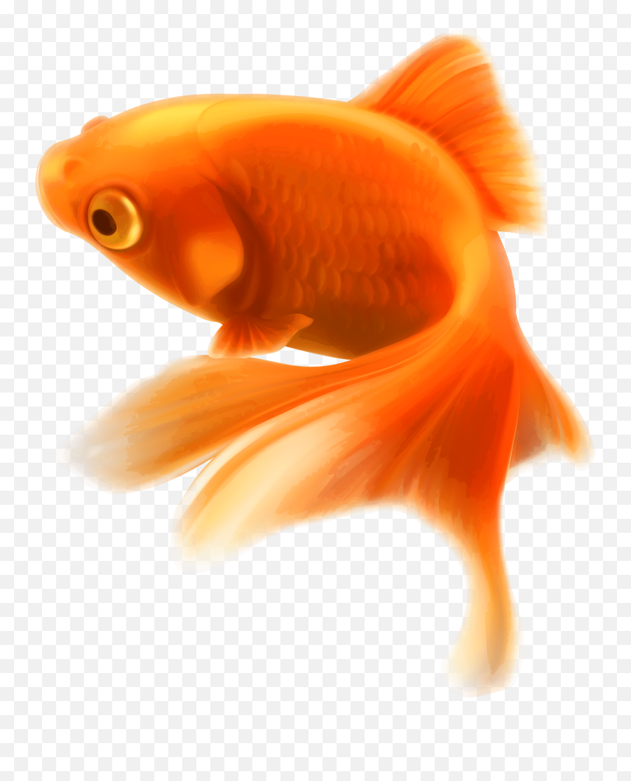 Gold Fish Transparent Png - Gold Fish Png,Fish Png Transparent