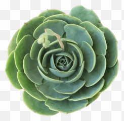 Blue Rose Echeveria Imbricata With Care Png Succulent