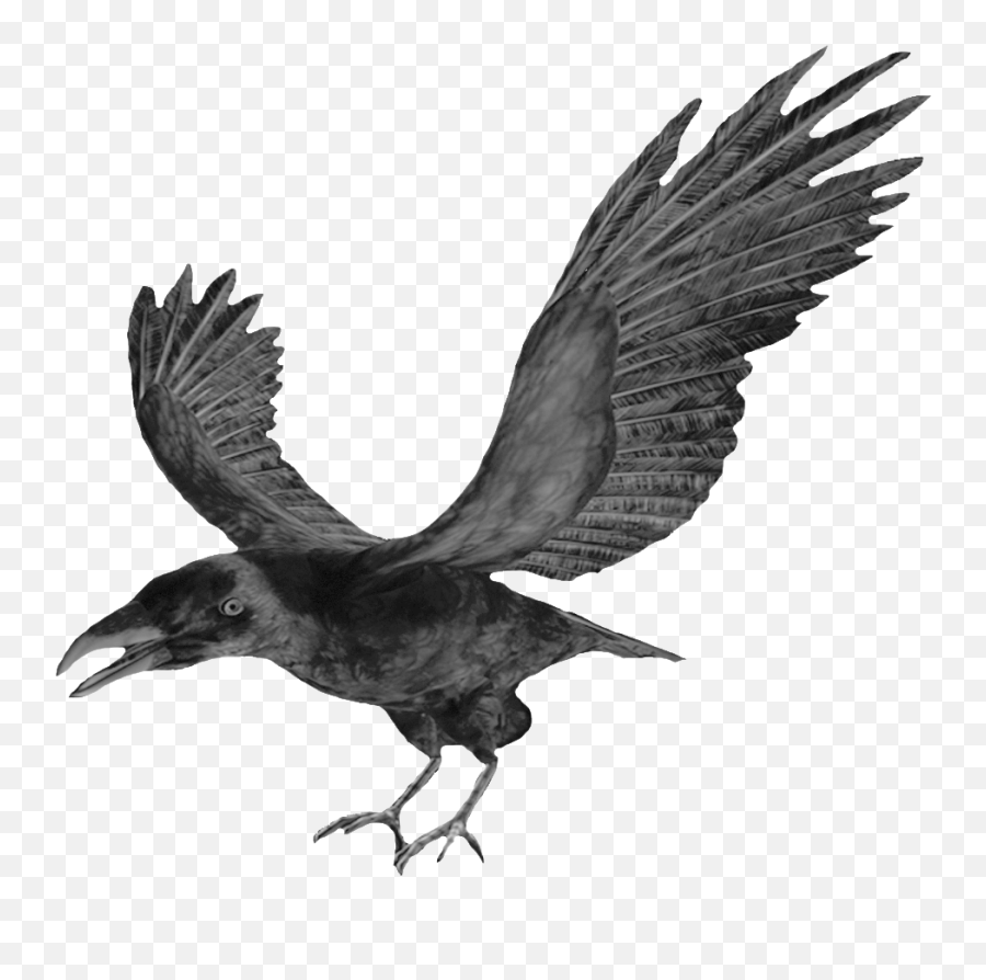 Flying Crows Png - Flying Crows For Halloween Crow Png Crow Clipart Png,Crow Transparent