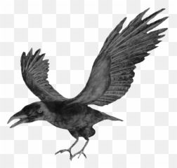 Flying Crows Png - Flying Crows For Halloween Crow Png Crow Clipart Png,Crow Transparent