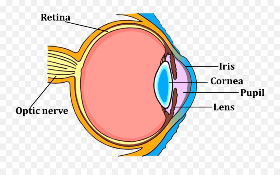 Image Shows Parts Of The Human Eye - Parts Of Eye Class 5 Png,Human Eyes Png