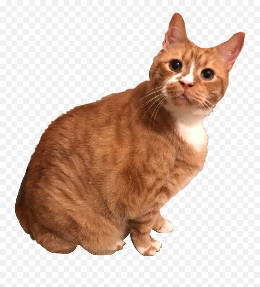 Cat Kitten Kitty Orange Tabby Morga - Cat Png,Orange Cat Png