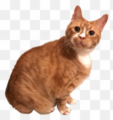 Cat Kitten Kitty Orange Tabby Morga - Cat Png,Orange Cat Png