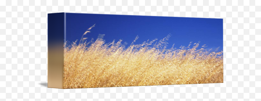 Dry Grass Blowing In The Wind - Grass Png,Dry Grass Png