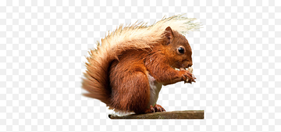 Png Transparent Images - Red Squirrel Png,Squirrel Transparent