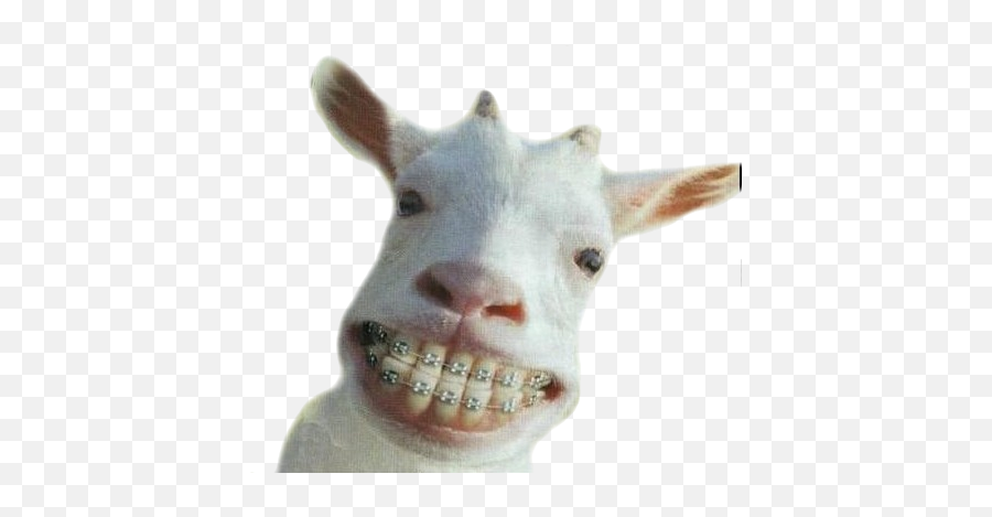 Download Crazy Goat - Most Funniest Png,Goat Png