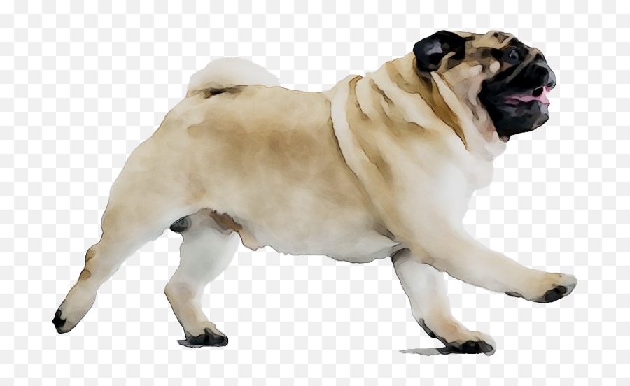 Dog Pug Png Transparent - Pug Dog Png,Pug Png