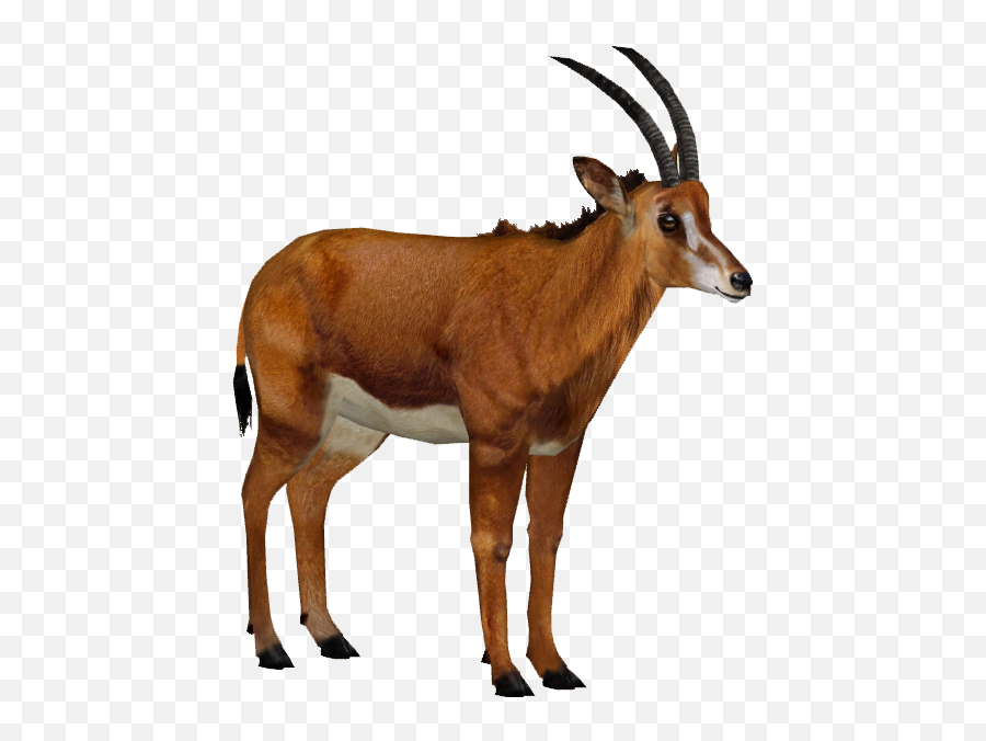 Download Giant Sable Antelope F - Wiki Png Image With No Sable Antelope Image Transparent,Sable Png