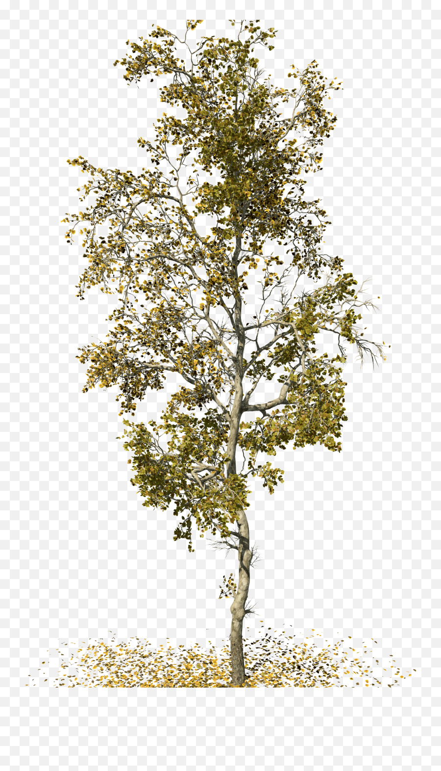 Swamp Birch Png Images - Free Png Librar 1363204 Png American Sycamore,Swamp Png