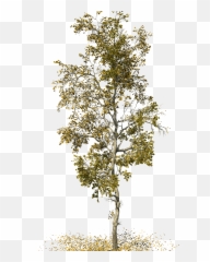 Swamp Birch Png Images - Free Png Librar 1363204 Png American Sycamore,Swamp Png