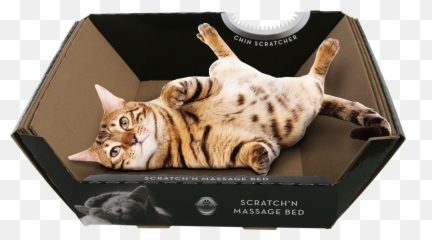 Aug - Ripple Board Scratch N Massage Cat Anipet Animal Omega Paw Ripple Board Massage Bed Png,Scratch Cat Png