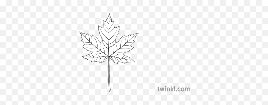 Big Leaf Maple Black And White Illustration - Twinkl Green House Effect Black And White Png,Maple Png