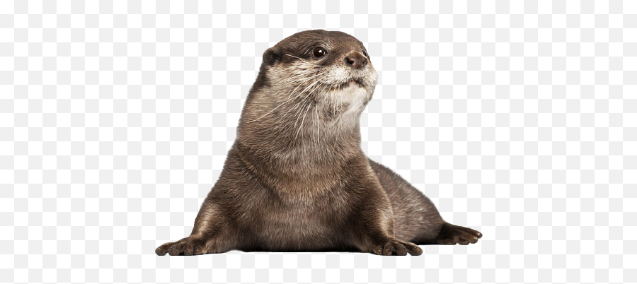 Otters - Otter With White Background Png,Otter Png