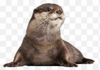 Otters - Otter With White Background Png,Otter Png