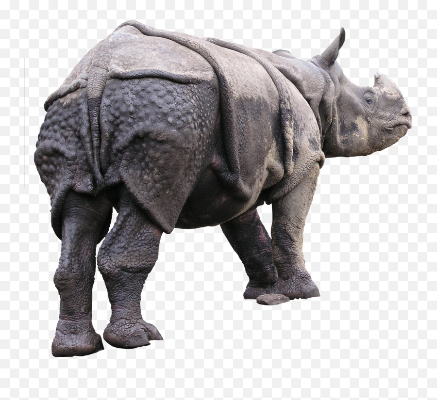 High Qualityfauna Png Textures - 3d Computer Graphics,Rhinoceros Png