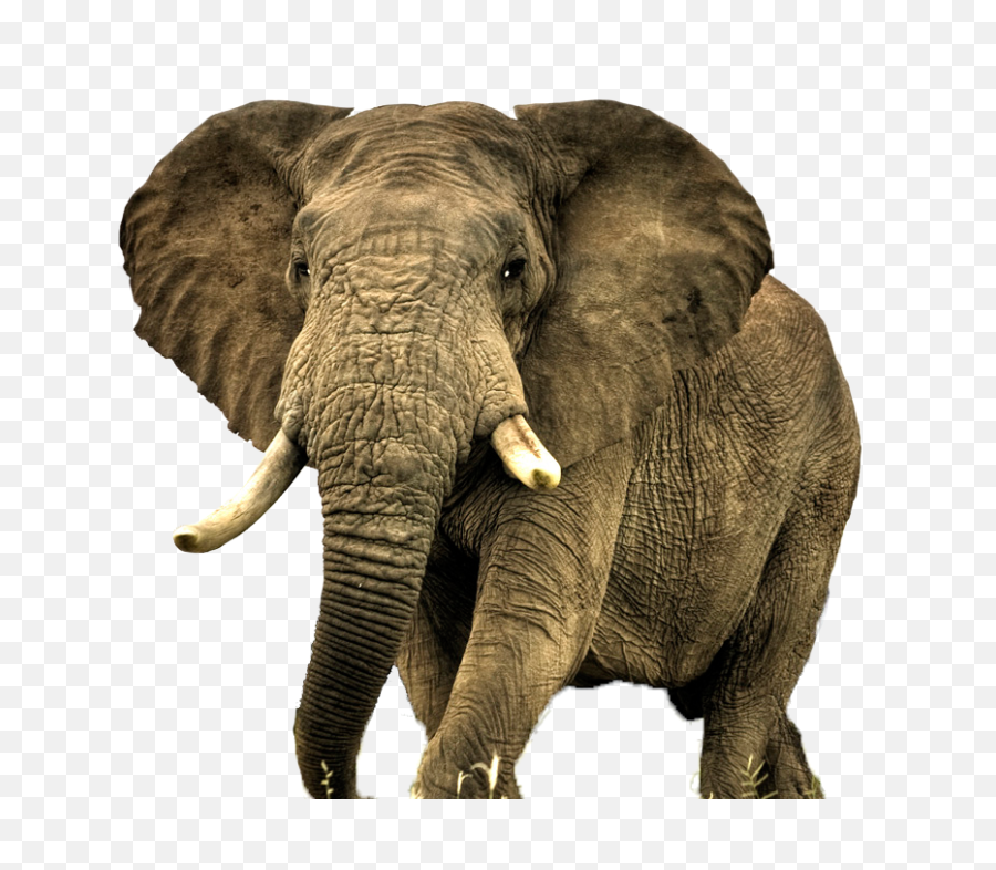 Download Elephant Free Png Transparent - Most Beautiful Animal In Africa,Elephant Transparent Background