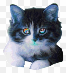 Cat Animated Gif Cats Crazy - Background Gif png