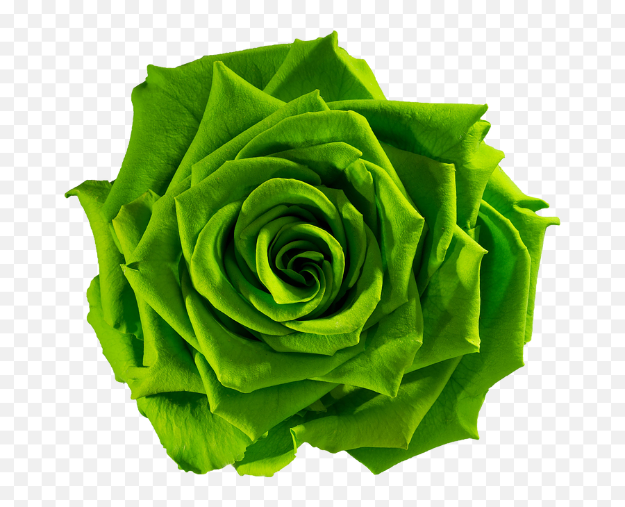 Green Rose Png 2 Image - Transparent Green Rose Png,Green Flower Png