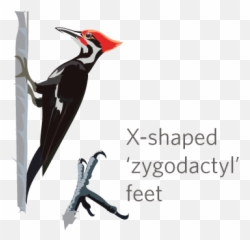 Itu0027s Woodpecker Week - 16 Inaturalist Png,Woodpecker Png