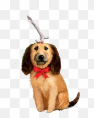 Max The Grinch Stole Christmas - Max The Grinch Transparent Png,Grinch Transparent