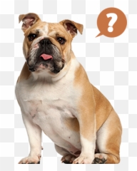 Bulldog Addict - Bulldog Ingles 10 Meses Png,British Icon Bulldogs