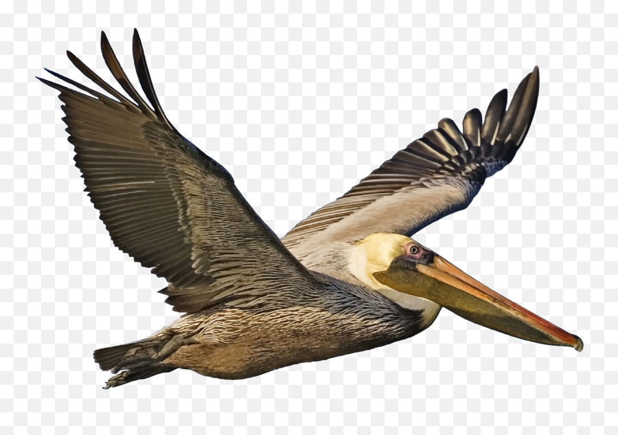 Brown Pelican Png Transparent - Brown Pelican Png,Pelicans Logo Png