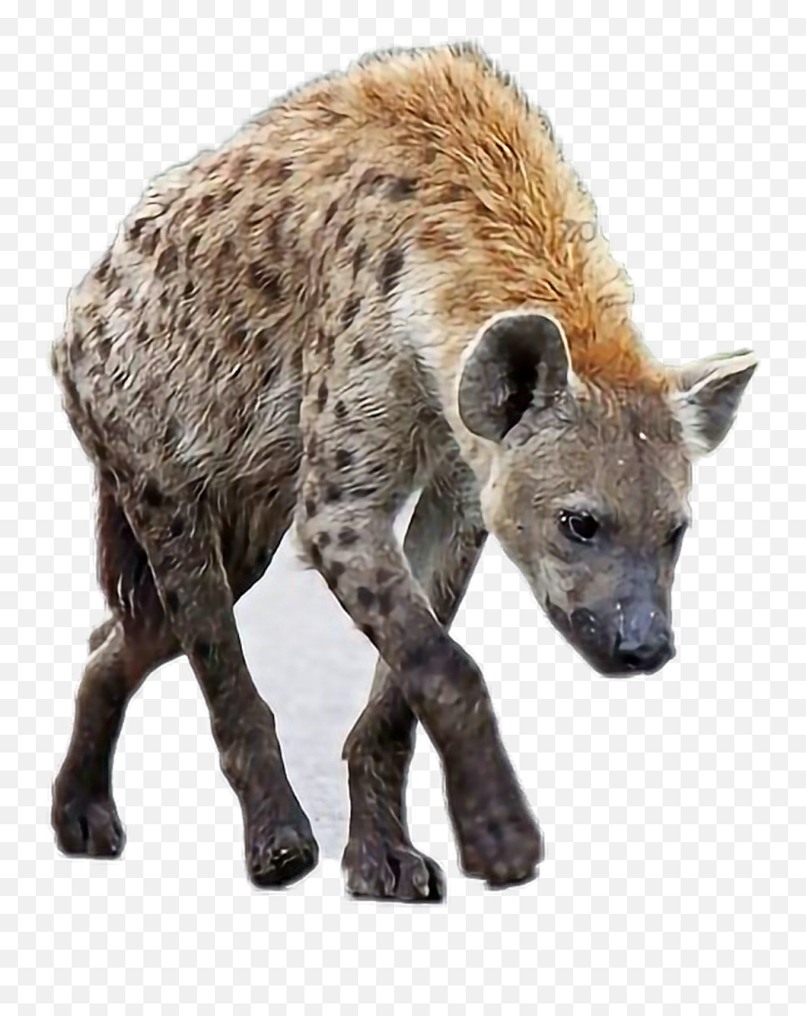 Download Report Abuse - Spotted Hyena Png,Hyena Png