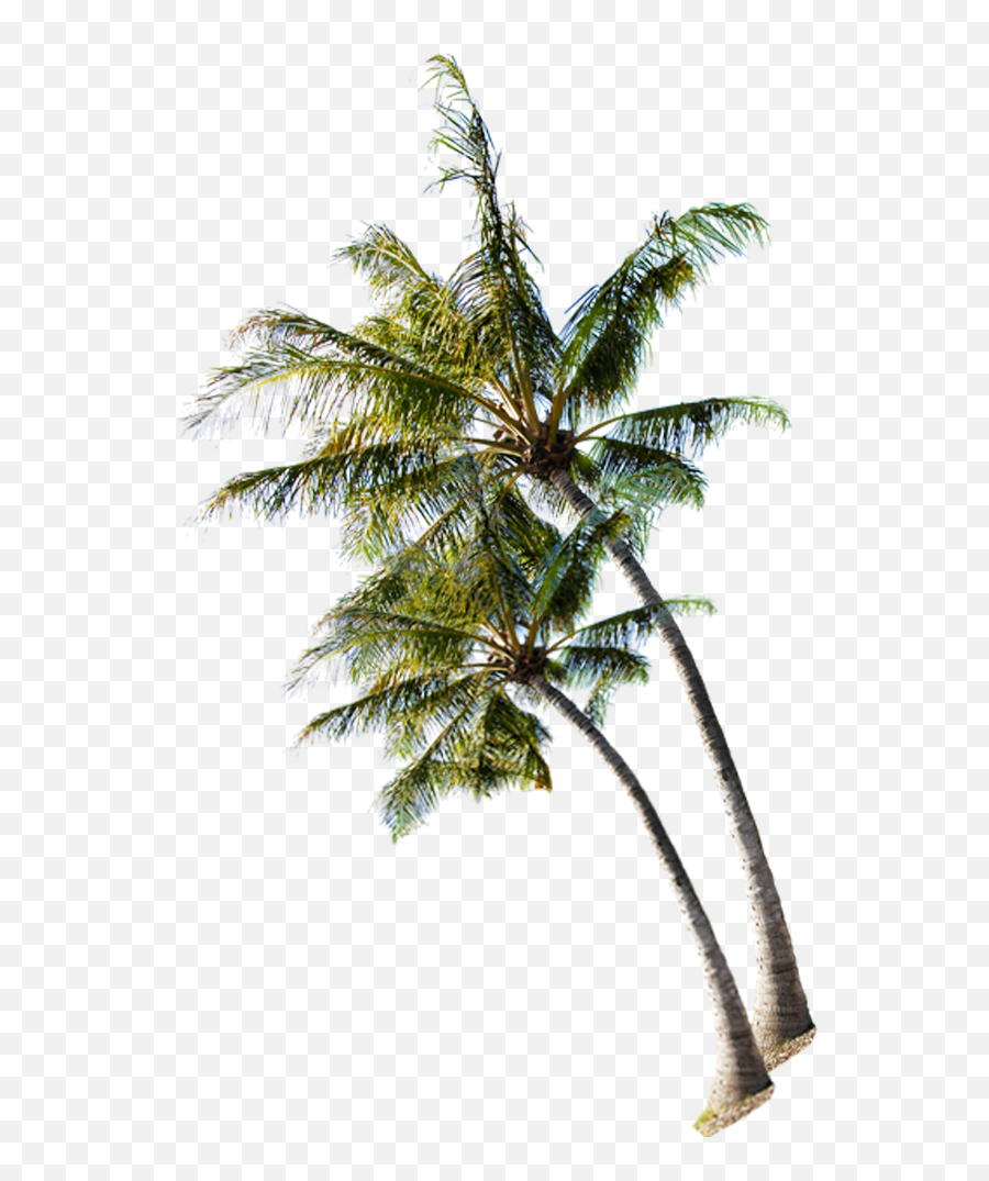 Download Summer Coconut - Beach Coconut Tree Png,Coconut Png