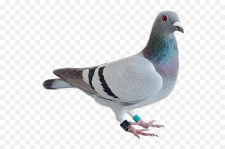 Dove Bird Png - Pigeon Transparent Png,Pigeon Png