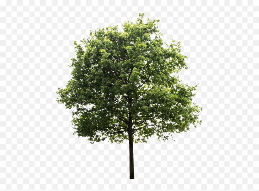 Oak Tree - High Resolution Tree Transparent Background Png,Simple Tree Png