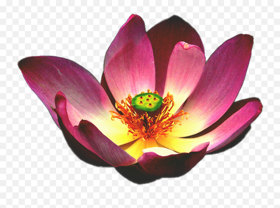 Lotus Flower Blooming Lily Zen - Flower Blooming Png,Lotus Png