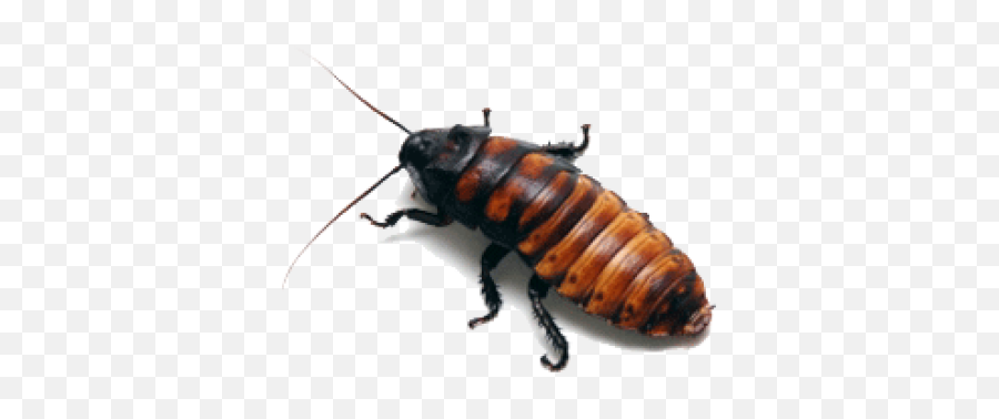 Png Background - El Paso Zoo Cockroach,Roach Png