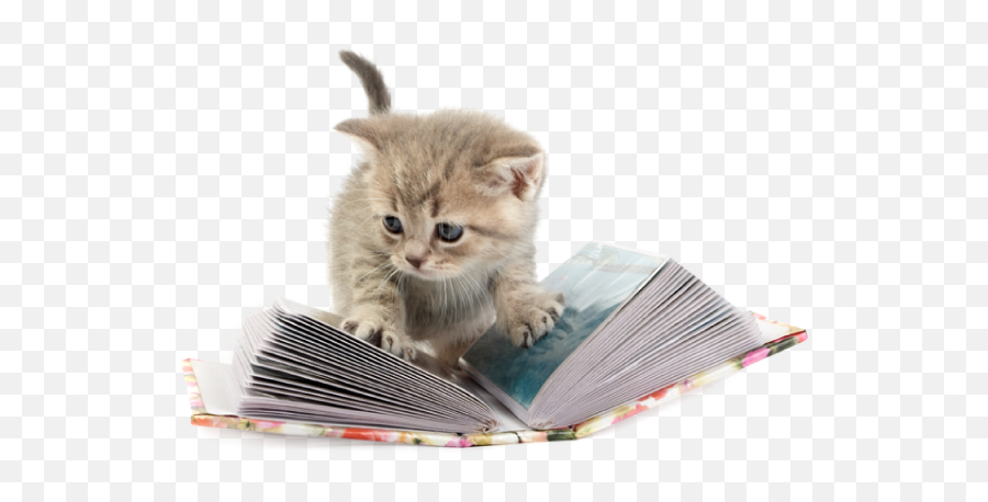 Download From Heart Warming Stories Of Shelter Kittens - Kitten Png,Kittens Png