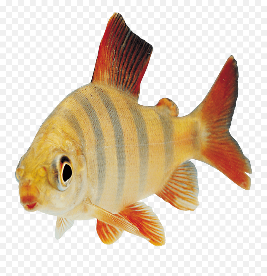 Fish Orange Sideview Transparent Png - Animals Flashcards Fish,Fish Png Transparent