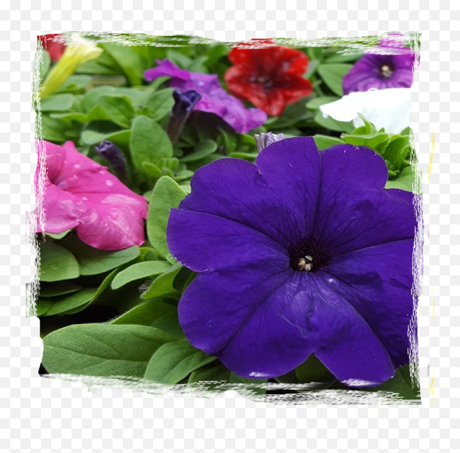 April In The Garden - Petunia Png,Flower Bushes Png